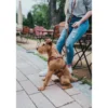 Hot Hundesele Aalborg cognac S-M/2 - Bryst/hals 51-64 cm Hvalpeseler - Bløde Justerbare Seler Der Giver Din Hvalp Tryghed Og Støtte På Turen|Hundeseler Til Alle Behov Og Hundestørrelser