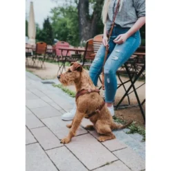 Sale Hundesele Aalborg cognac XXL (M-L/2) - Bryst/hals 62-90 cm Hvalpeseler - Bløde Justerbare Seler Der Giver Din Hvalp Tryghed Og Støtte På Turen|Hundeseler Til Alle Behov Og Hundestørrelser
