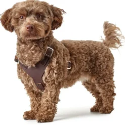 Discount Hundesele Aalborg mørkebrun S-M/2 - Bryst/hals 51-64 cm Hvalpeseler - Bløde Justerbare Seler Der Giver Din Hvalp Tryghed Og Støtte På Turen|Hundeseler Til Alle Behov Og Hundestørrelser