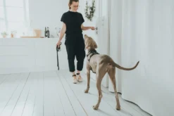 Hot Hundesele Aalborg Sort S-M/1 - 44-56 cm bryst/hals Hvalpeseler - Bløde Justerbare Seler Der Giver Din Hvalp Tryghed Og Støtte På Turen|Hundeseler Til Alle Behov Og Hundestørrelser