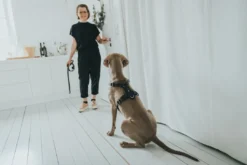 Outlet Hundesele Aalborg Sort M-L/2 - 62-90 cm bryst/hals Hvalpeseler - Bløde Justerbare Seler Der Giver Din Hvalp Tryghed Og Støtte På Turen|Hundeseler Til Alle Behov Og Hundestørrelser