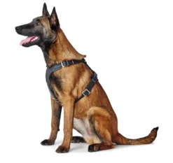 Outlet Hundesele Aalborg Sort M-L/2 - 62-90 cm bryst/hals Hvalpeseler - Bløde Justerbare Seler Der Giver Din Hvalp Tryghed Og Støtte På Turen|Hundeseler Til Alle Behov Og Hundestørrelser