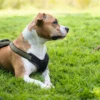 Sale hundesele Neopren Oliven S længde 45-57 cm 1,5 cm - blød og stabil komfort Hundeseler Til Alle Behov Og Hundestørrelser
