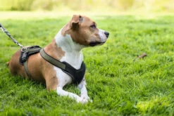 Sale hundesele Neopren Oliven S længde 45-57 cm 1,5 cm - blød og stabil komfort Hundeseler Til Alle Behov Og Hundestørrelser