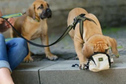 Sale hundesele Neopren Oliven S længde 45-57 cm 1,5 cm - blød og stabil komfort Hundeseler Til Alle Behov Og Hundestørrelser