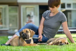 Sale hundesele Neopren Oliven S længde 45-57 cm 1,5 cm - blød og stabil komfort Hundeseler Til Alle Behov Og Hundestørrelser
