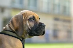Sale hundesele Neopren Oliven S længde 45-57 cm 1,5 cm - blød og stabil komfort Hundeseler Til Alle Behov Og Hundestørrelser