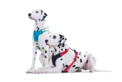 Outlet hundesele Neopren Rød XL længde 73-94 cm 2,5 cm - blød og stabil komfort Hundeseler Til Alle Behov Og Hundestørrelser