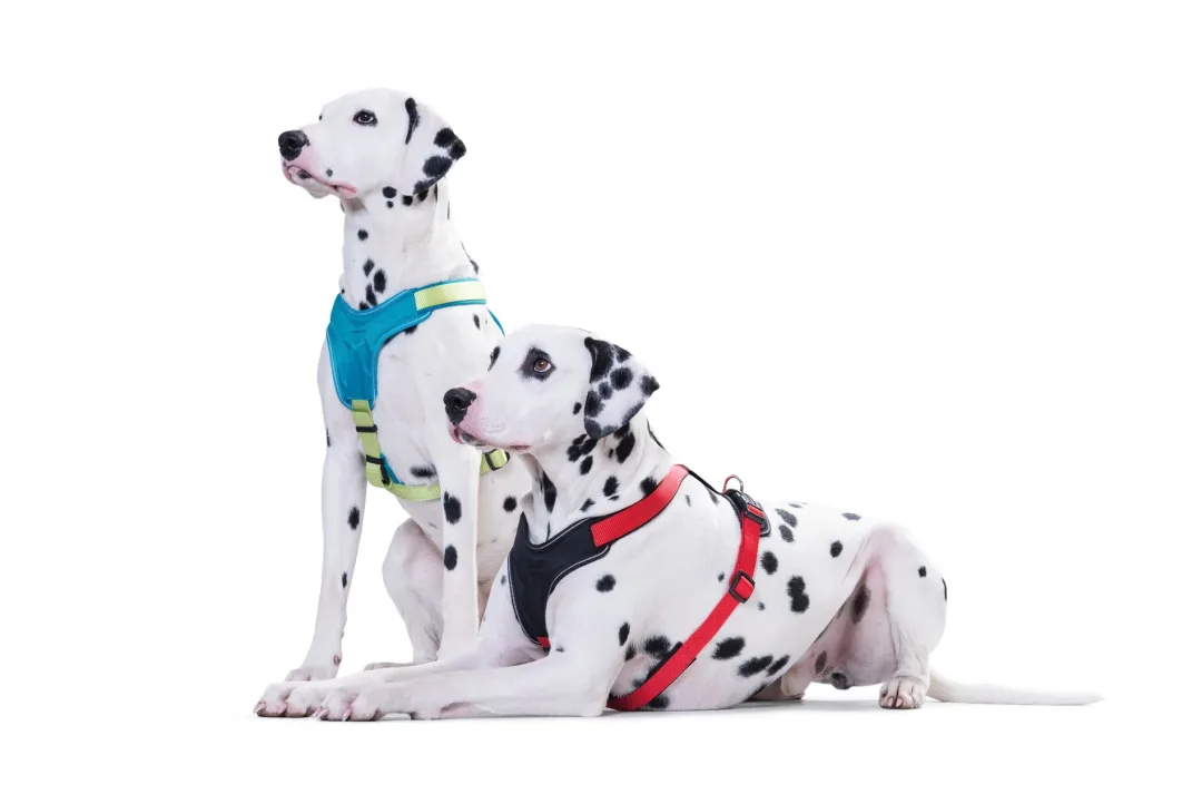 Outlet hundesele Neopren Rød XL længde 73-94 cm 2,5 cm - blød og stabil komfort Hundeseler Til Alle Behov Og Hundestørrelser