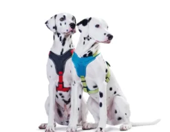 Outlet hundesele Neopren Rød XL længde 73-94 cm 2,5 cm - blød og stabil komfort Hundeseler Til Alle Behov Og Hundestørrelser