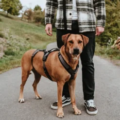 hundesele Safety Maldon Gråsort L længde 66-118 cm 2,5 cm - sikker stabilitet Hundeseler Til Alle Behov Og Hundestørrelser