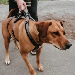 hundesele Safety Maldon Gråsort L længde 66-118 cm 2,5 cm - sikker stabilitet Hundeseler Til Alle Behov Og Hundestørrelser