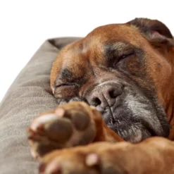 Outlet hundeseng Bologna Small 50 x 35 cm i stone Hundesenge Og Kurve Til Hunde - Bløde Og Komfortable|Sovepladser Til Hvalpe - Hundesenge, Kølemåtter Og Trygge Hvilesteder