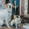 Outlet Hundesnor Blå 15/200 Hundesnor I Mange Varianter Og Materialer|Hundesnor Til Hvalpe