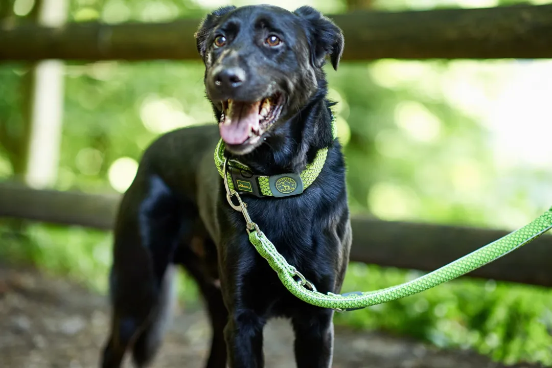 Best Hundesnor Hilo Lime 25/200 Hundesnor I Mange Varianter Og Materialer|Hundesnor Til Hvalpe