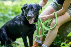 Hot Hundesnor Hilo Lime 20/200 Hundesnor I Mange Varianter Og Materialer|Hundesnor Til Hvalpe