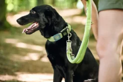 Hot Hundesnor Hilo Lime 20/200 Hundesnor I Mange Varianter Og Materialer|Hundesnor Til Hvalpe