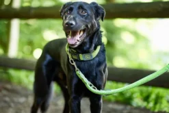 Hot Hundesnor Hilo Lime 20/200 Hundesnor I Mange Varianter Og Materialer|Hundesnor Til Hvalpe