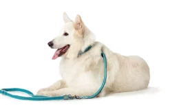 Discount Hundesnor Hilo turkis 20/200 Hundesnor I Mange Varianter Og Materialer|Hundesnor Til Hvalpe