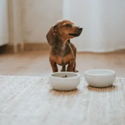 Online keramikskål Lisboa 900 ml i creme Hundeskåle Til Mad Og Drikke Der Passer Til Din Hunds Behov