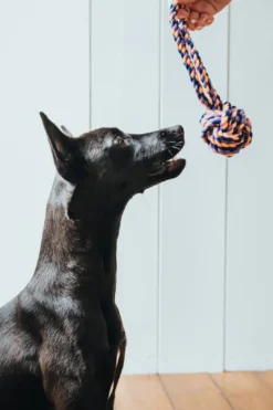 New Legetøj Rebbold med Håndtag M - robust hundelegetøj Hundelegetøj Til Alle Hunde Leg Og Aktivering Året Rundt|Legetøj Til Hvalpe - Sjov Leg, Aktivering Og Tryghed Fra Første Dag