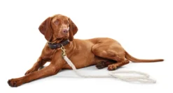 Sale List Reb Halsbånd L Beige - 60-68 cm Hvalpehalsbånd - Bløde Og Sikre Halsbånd Med Perfekt Pasform Til Din Hvalp|Hundehalsbånd Med Stil - Komfort Og Sikkerhed Til Din Hund