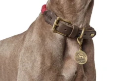 Clearance List Reb Halsbånd S Beige - 41-49 cm Hvalpehalsbånd - Bløde Og Sikre Halsbånd Med Perfekt Pasform Til Din Hvalp|Hundehalsbånd Med Stil - Komfort Og Sikkerhed Til Din Hund