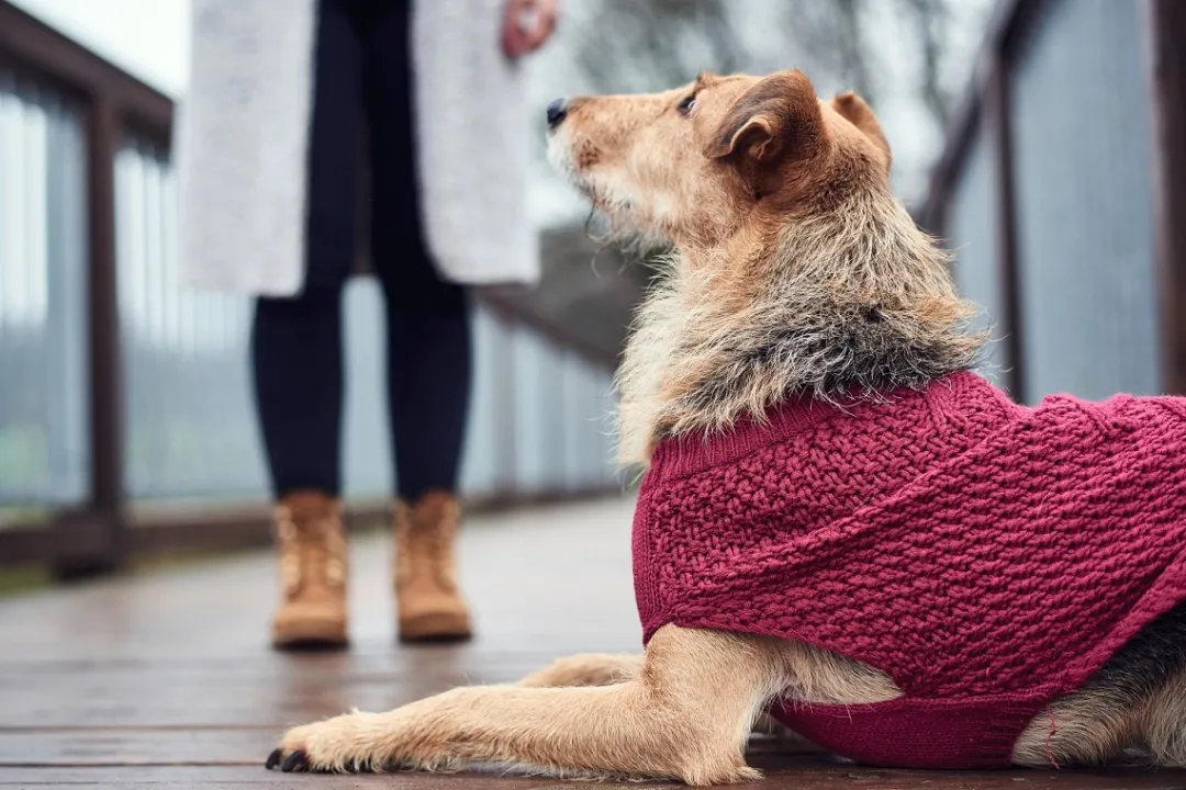 New Malmø pullover strik bordeaux str. 30 Hundetøj Til Hvalpe - Varme Dækkener Og Sko Til Trygge Gåture|Hundetøj Til Alle Hunde Med Varme Dækkener Og Sko