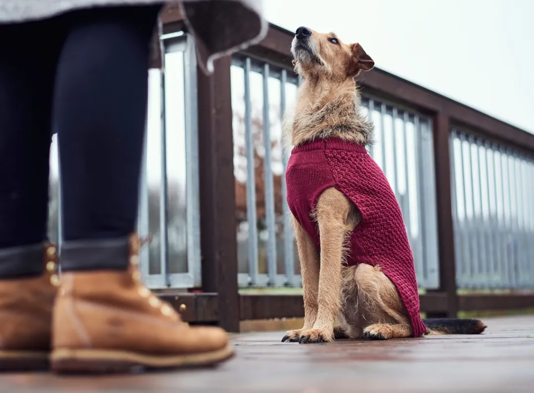 Sale Malmø pullover strik bordeaux str. 35 Hundetøj Til Hvalpe - Varme Dækkener Og Sko Til Trygge Gåture|Hundetøj Til Alle Hunde Med Varme Dækkener Og Sko