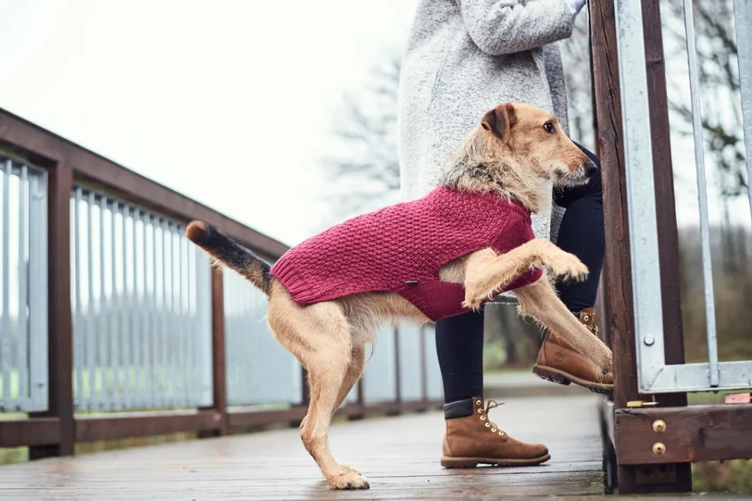 Sale Malmø pullover strik bordeaux str. 35 Hundetøj Til Hvalpe - Varme Dækkener Og Sko Til Trygge Gåture|Hundetøj Til Alle Hunde Med Varme Dækkener Og Sko
