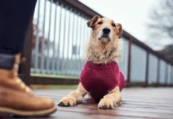Online Malmø pullover strik bordeaux str. 40 Hundetøj Til Hvalpe - Varme Dækkener Og Sko Til Trygge Gåture|Hundetøj Til Alle Hunde Med Varme Dækkener Og Sko