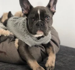 Discount Malmø pullover strik grå str 35 Hundetøj Til Hvalpe - Varme Dækkener Og Sko Til Trygge Gåture|Hundetøj Til Alle Hunde Med Varme Dækkener Og Sko