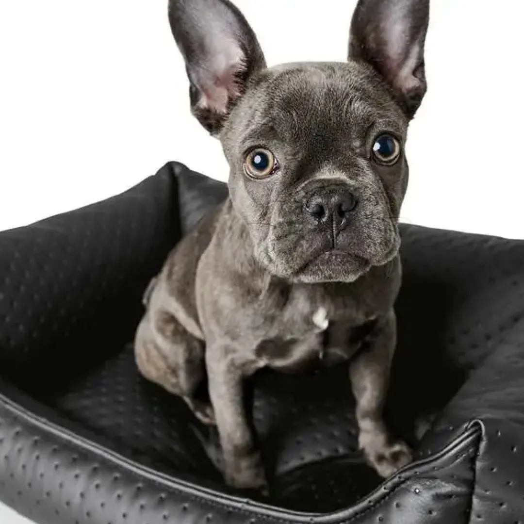 Hot Mira hundepude S 50x35 cm Sort Hundesenge Og Kurve Til Hunde - Bløde Og Komfortable|Sovepladser Til Hvalpe - Hundesenge, Kølemåtter Og Trygge Hvilesteder