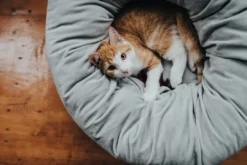 Hot Miranda donut seng Ø 50 cm Lysegrå Killingesenge Og Afslapningspladser - Trygge Hvilepladser Til Små Katte|Hundesenge Og Kurve Til Hunde - Bløde Og Komfortable
