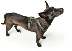 Online Mixed Aalborg læder hundesele XS-S grøn/grå hals 40-50 cm - komfort og kvalitet Hvalpeseler - Bløde Justerbare Seler Der Giver Din Hvalp Tryghed Og Støtte På Turen|Hundeseler Til Alle Behov Og Hundestørrelser