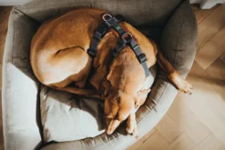 Sale Mixed Aalborg læder hundesele XS-S cognac/grå hals 40-50 cm - blød og sikker pasform Hvalpeseler - Bløde Justerbare Seler Der Giver Din Hvalp Tryghed Og Støtte På Turen|Hundeseler Til Alle Behov Og Hundestørrelser