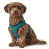 Best NY Hilo Comfort hundesele M-L turkis mave/bryst 65-70 cm - Let komfort og synlig pasform Hvalpeseler - Bløde Justerbare Seler Der Giver Din Hvalp Tryghed Og Støtte På Turen|Hundeseler Til Alle Behov Og Hundestørrelser
