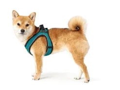 Best NY Hilo Comfort hundesele XXS turkis mave/bryst 31-33 cm - Ultralet komfort til små hunde Hvalpeseler - Bløde Justerbare Seler Der Giver Din Hvalp Tryghed Og Støtte På Turen|Hundeseler Til Alle Behov Og Hundestørrelser
