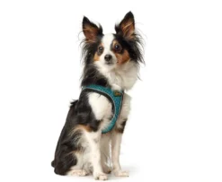 New NY Hilo Comfort hundesele XXS-XS turkis mave/bryst 33-36 cm - Fleksibel let pasform til små hunde Hvalpeseler - Bløde Justerbare Seler Der Giver Din Hvalp Tryghed Og Støtte På Turen|Hundeseler Til Alle Behov Og Hundestørrelser