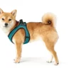 Online NY Hilo Comfort hundesele XS turkis mave/bryst 36-40 cm - Let komfort og fri bevægelse Hvalpeseler - Bløde Justerbare Seler Der Giver Din Hvalp Tryghed Og Støtte På Turen|Hundeseler Til Alle Behov Og Hundestørrelser