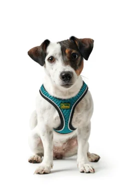 Sale NY Hilo Comfort hundesele S turkis mave/bryst 46-52 cm - Let komfort og stabil pasform Hvalpeseler - Bløde Justerbare Seler Der Giver Din Hvalp Tryghed Og Støtte På Turen|Hundeseler Til Alle Behov Og Hundestørrelser