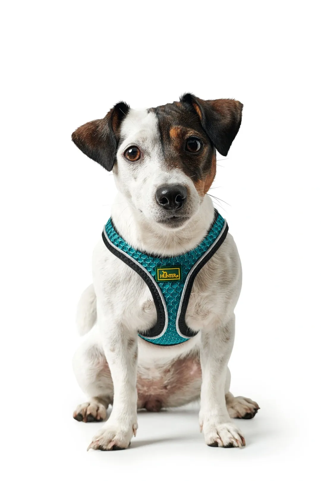Sale NY Hilo Comfort hundesele S turkis mave/bryst 46-52 cm - Let komfort og stabil pasform Hvalpeseler - Bløde Justerbare Seler Der Giver Din Hvalp Tryghed Og Støtte På Turen|Hundeseler Til Alle Behov Og Hundestørrelser