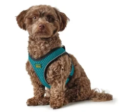 Sale NY Hilo Comfort hundesele S turkis mave/bryst 46-52 cm - Let komfort og stabil pasform Hvalpeseler - Bløde Justerbare Seler Der Giver Din Hvalp Tryghed Og Støtte På Turen|Hundeseler Til Alle Behov Og Hundestørrelser
