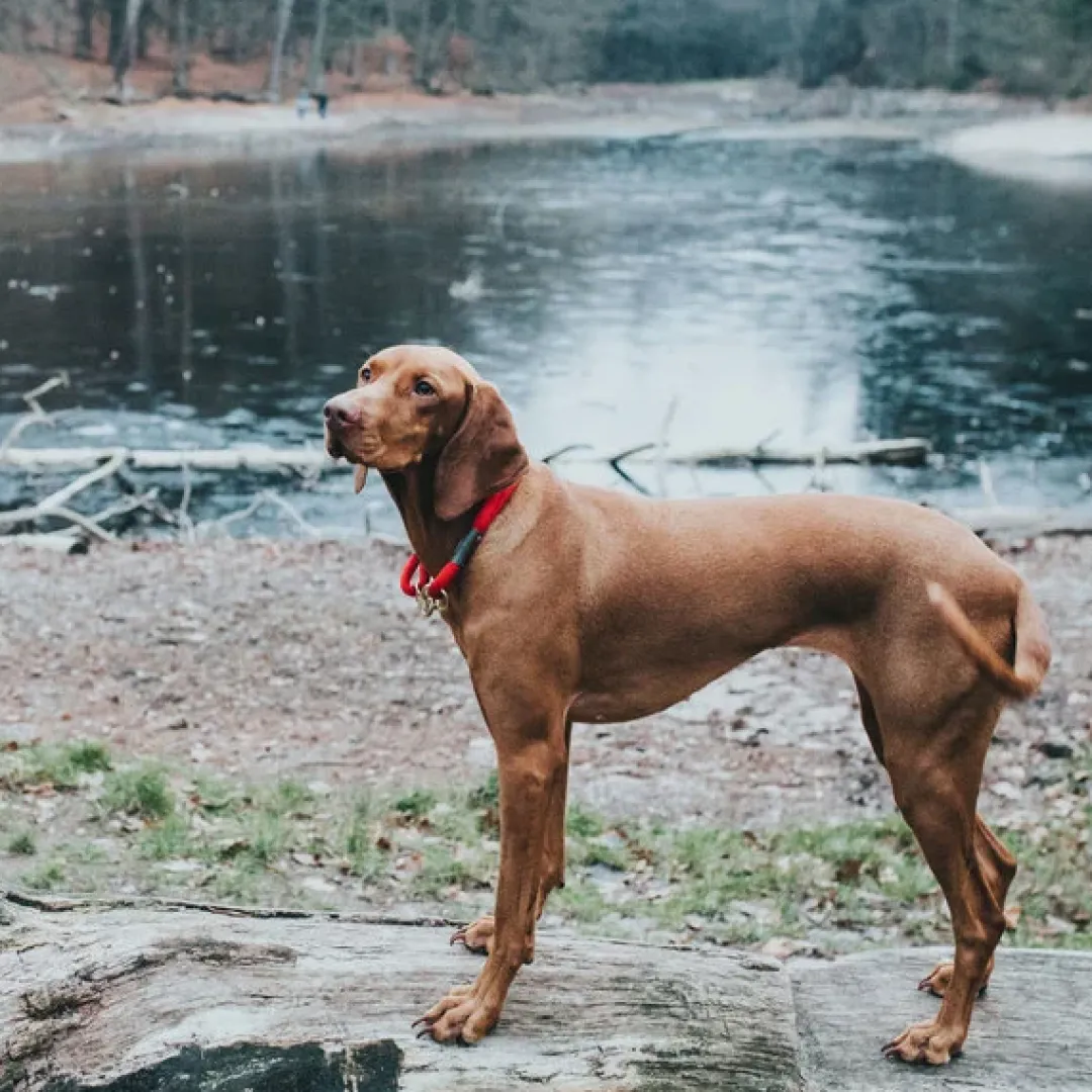 Clearance Oss Halsbånd 60 Rød - hverdagsklar kvalitet Hvalpehalsbånd - Bløde Og Sikre Halsbånd Med Perfekt Pasform Til Din Hvalp|Hundehalsbånd Med Stil - Komfort Og Sikkerhed Til Din Hund