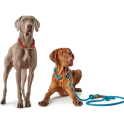 Clearance Oss Halsbånd 60 Rød - hverdagsklar kvalitet Hvalpehalsbånd - Bløde Og Sikre Halsbånd Med Perfekt Pasform Til Din Hvalp|Hundehalsbånd Med Stil - Komfort Og Sikkerhed Til Din Hund
