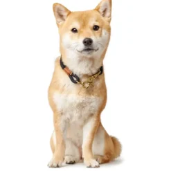 Best Oss Halsbånd 50 Sort - stilrent hundehalsbånd Hvalpehalsbånd - Bløde Og Sikre Halsbånd Med Perfekt Pasform Til Din Hvalp|Hundehalsbånd Med Stil - Komfort Og Sikkerhed Til Din Hund