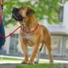 Outlet Retriever hundesnor Freestyle sort 8 mm 120 cm Hundesnor I Mange Varianter Og Materialer|Hundesnor Til Hvalpe