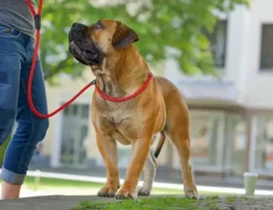 Discount Retriever hundesnor Freestyle i sort 10 mm 170 cm Hundesnor I Mange Varianter Og Materialer|Hundesnor Til Hvalpe