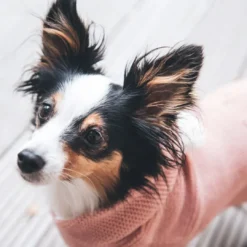 Hot Röglatrøje 25 Rosa Hundetøj Til Hvalpe - Varme Dækkener Og Sko Til Trygge Gåture|Hundetøj Til Alle Hunde Med Varme Dækkener Og Sko