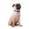 Best Rocky Petit halsbånd str.27 Rød - 20-24 cm Hvalpehalsbånd - Bløde Og Sikre Halsbånd Med Perfekt Pasform Til Din Hvalp|Hundehalsbånd Med Stil - Komfort Og Sikkerhed Til Din Hund